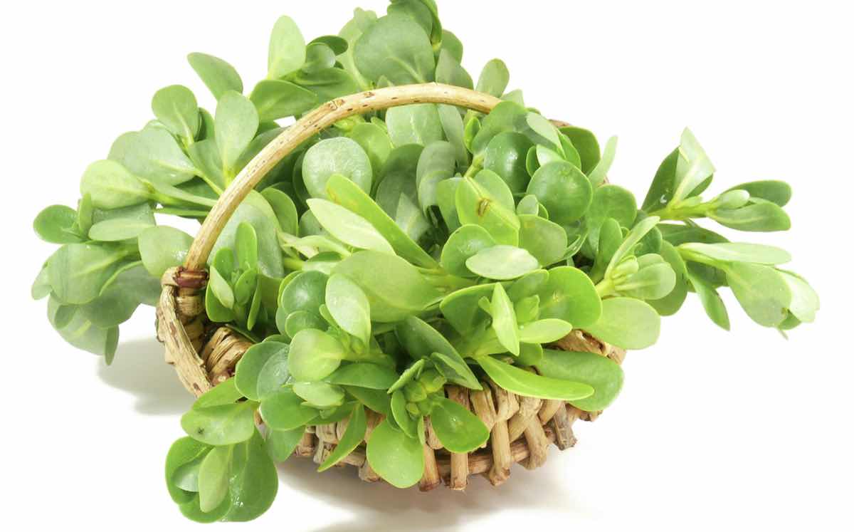 Purslane extract 'contributes to blood glucose control', trial says