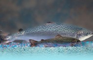 US authorities lift import ban on genetically engineered salmon