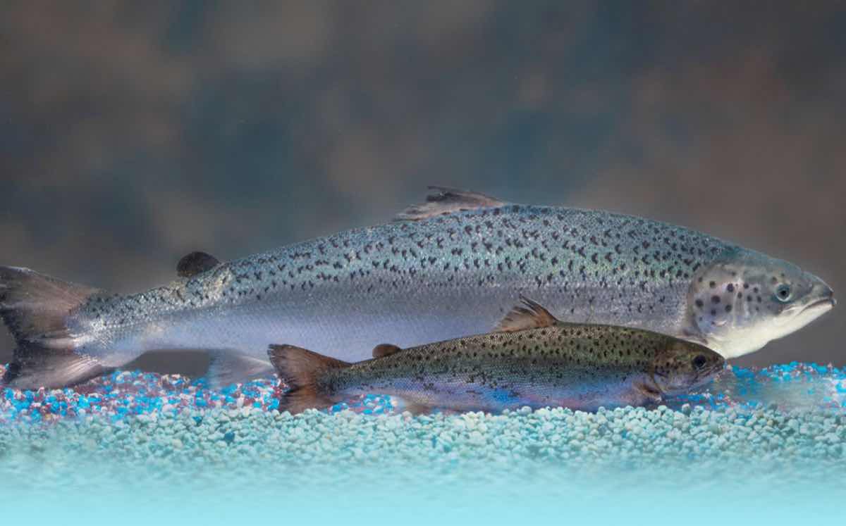 Health Canada’s approval of GMO salmon denounced