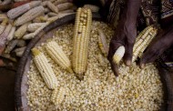 'Over 85% of countries' made progress on food security – index