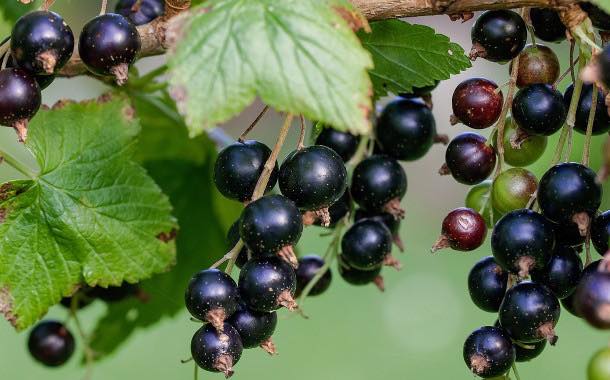 Lucozade Ribena Suntory assists on blackcurrant research project