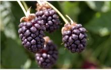 Boysenberry consumption may benefit asthma sufferers