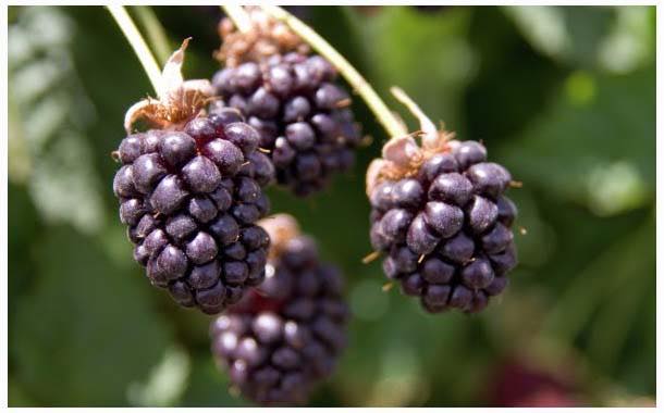 Boysenberry consumption may benefit asthma sufferers