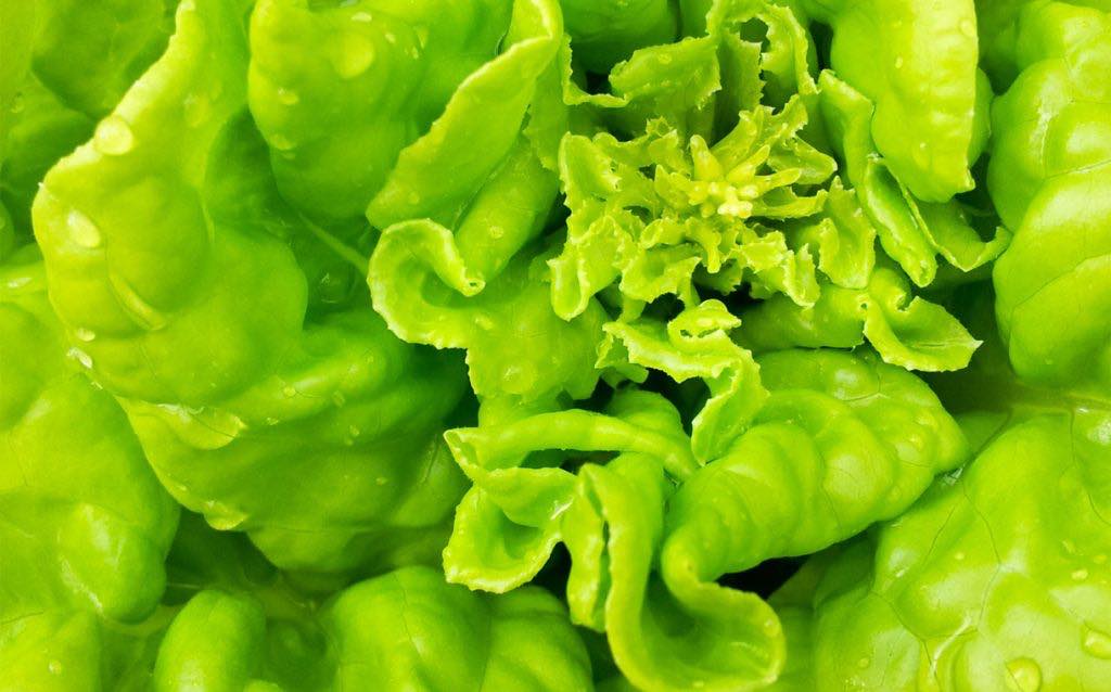 green-salad-plant-detail-1447067697a1Z
