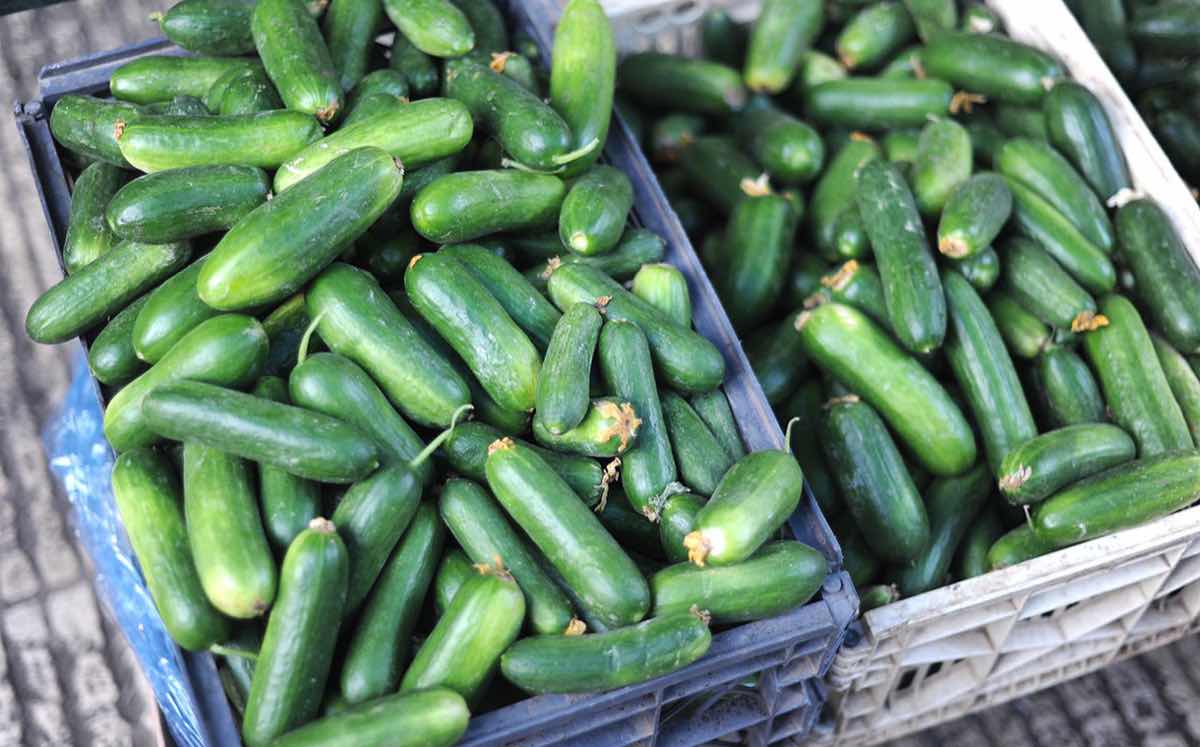 Vegetable shortage 'cost UK retailers £8m' in January alone