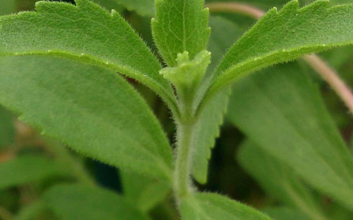 PureCircle announces stevia antioxidant for food and drinks
