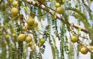 Arjuna Natural Extracts to launch gooseberry extract ingredient