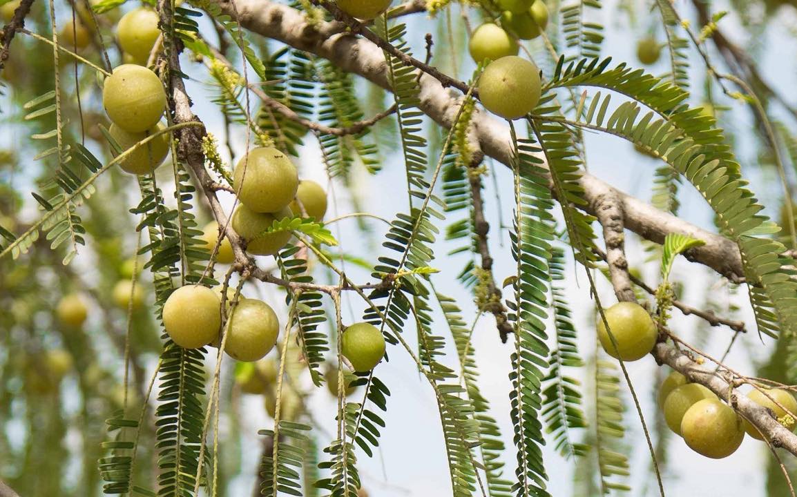 Arjuna Natural Extracts to launch gooseberry extract ingredient