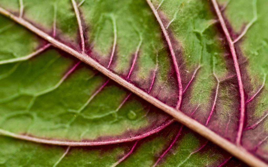Red spinach supplementation boosts energy, research finds