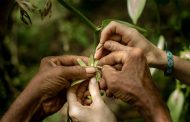 Sustainable vanilla initiative aims to improve farmers' livelihoods