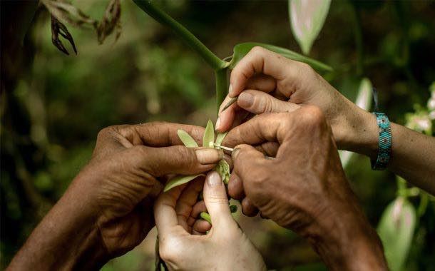 Sustainable vanilla initiative aims to improve farmers' livelihoods