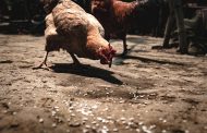 Plukon to acquire Spanish poultry company Redondo
