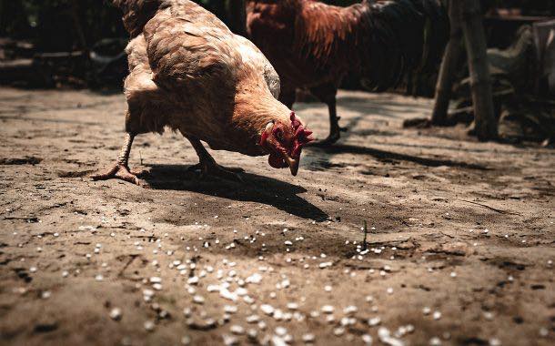 Tyson to test new method to stun chickens amid welfare concerns