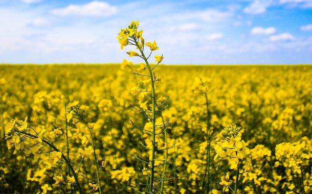 RCMA Group invests £25m in UK sustainable rapeseed facility