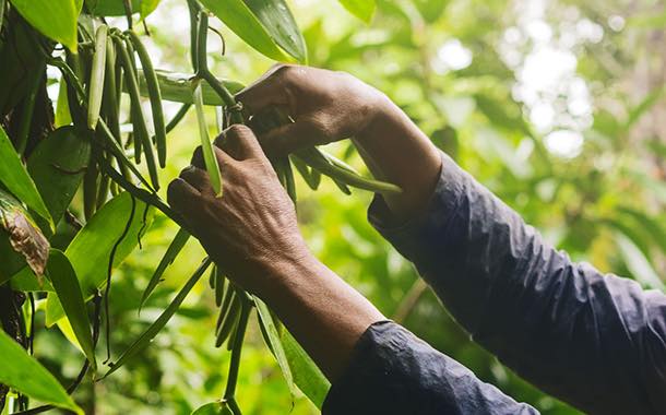 Danone and Mars pledge support for Madagascan vanilla farmers