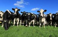 Marks and Spencer’s dairy farms get RSPCA Assured certification
