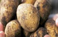 Video: Avebe launches 'complete' potato protein isolate