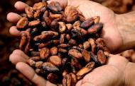 Cargill updates sustainable cocoa plan with zero deforestation aim