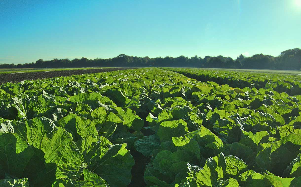 European Council endorses new regulations for organic farming