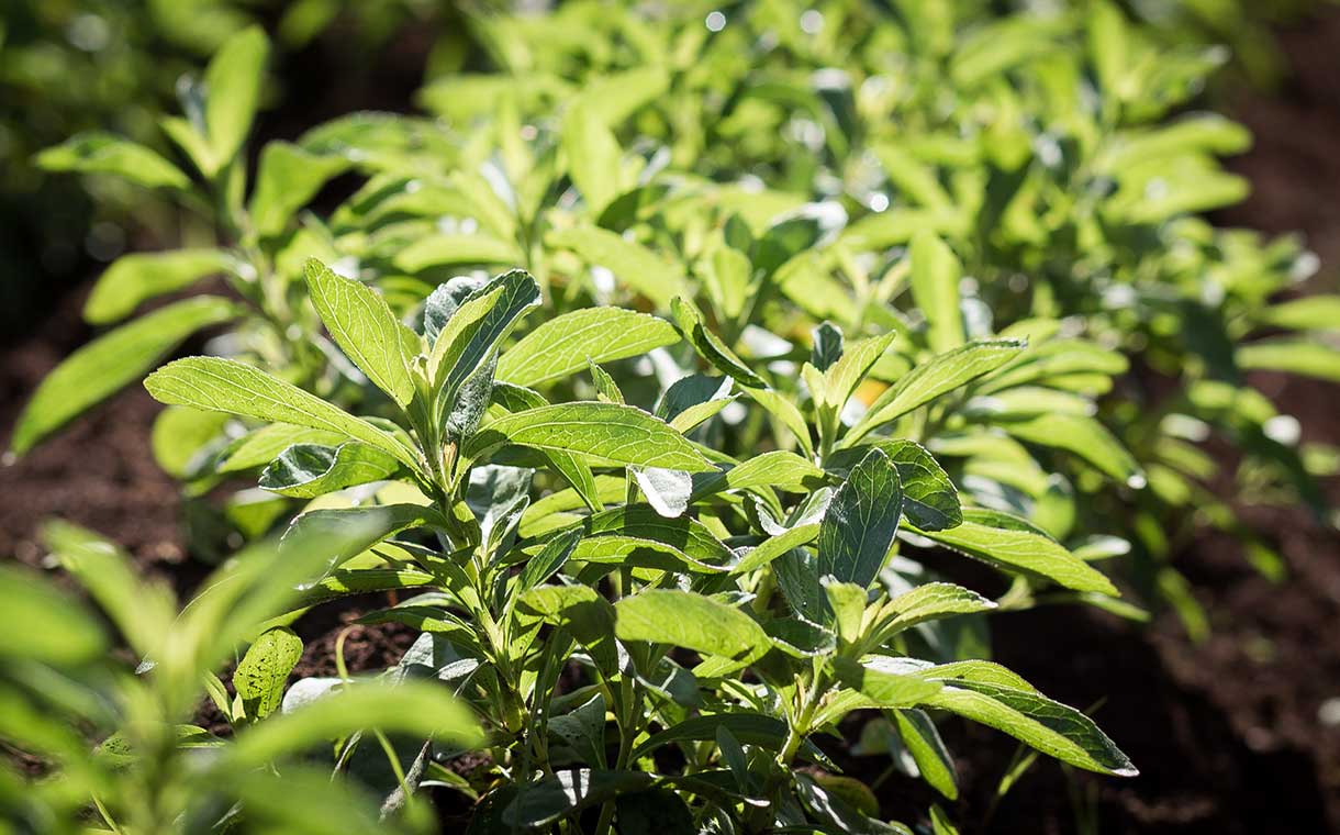 PureCircle partners with former tobacco farmers to grow stevia