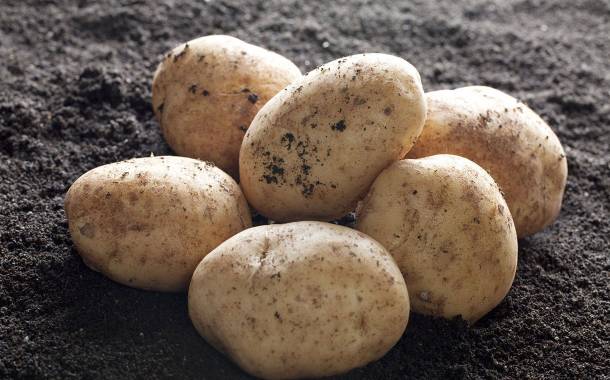 Cargill and AKV Langholt plan $22.5m Danish potato starch site
