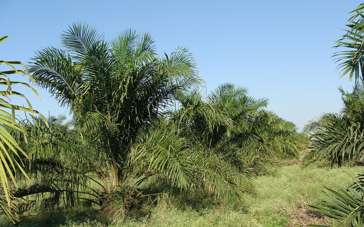 Palm oil players fund new radar system to detect deforestation