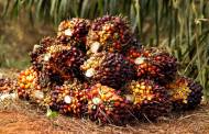 Nestlé to track palm oil and milk with blockchain technology pilot