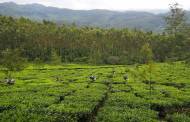 Twinings invests to improve lives of tea workers in north-east India