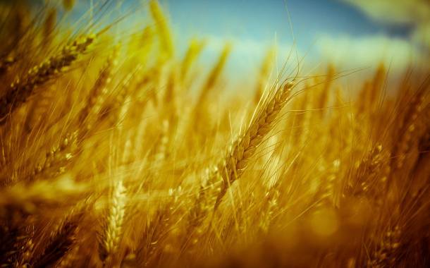 Mondelēz expands its Harmony wheat sustainability scheme