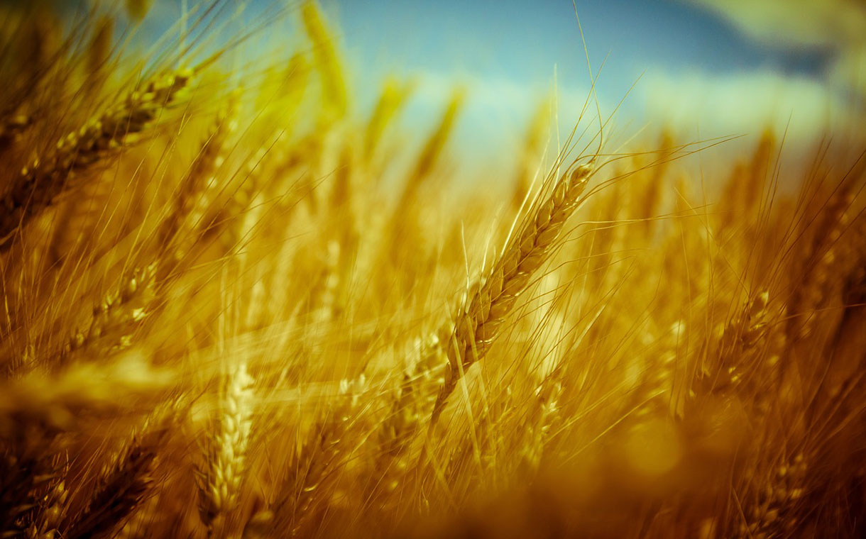 Mondelēz expands its Harmony wheat sustainability scheme