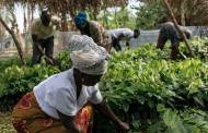 Hershey to invest $500m to fund sustainable cocoa programme