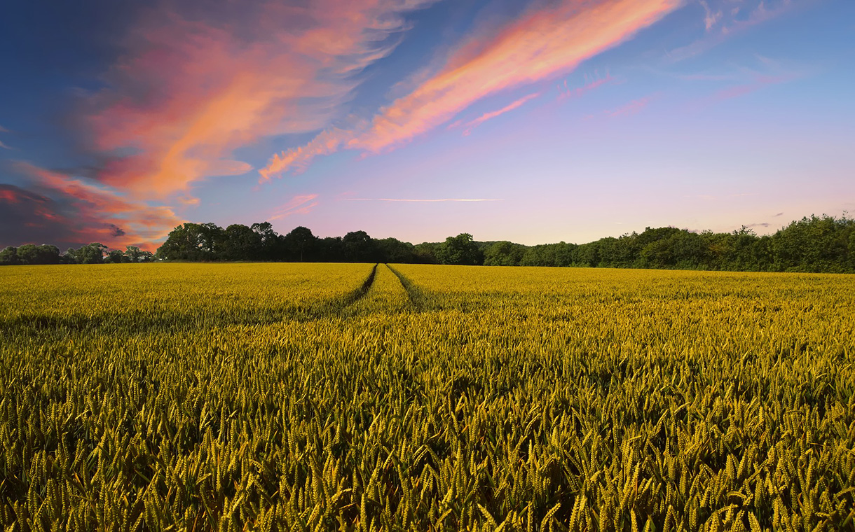 General Mills joins farmers to advance regenerative agriculture