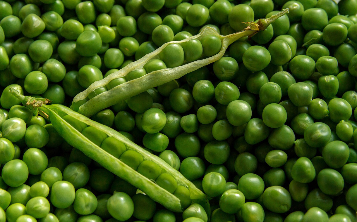 High-protein peas to be created by Roquette and Israel’s Equinom