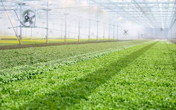 Indoor farming start-up BrightFarms raises $100m in funding