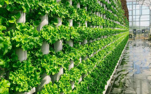 Eden Green Technology debuts new vertically farmed produce