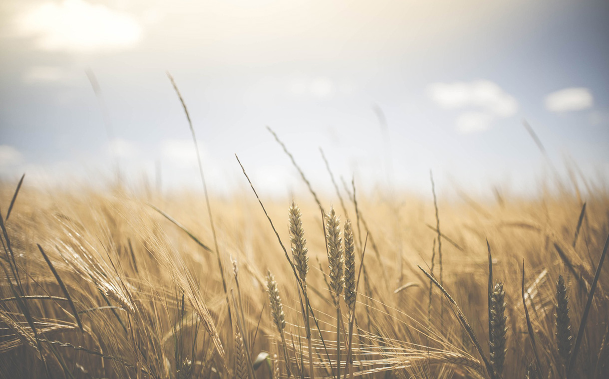 General Mills launches multi-year regenerative agriculture initiative