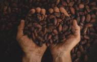 Cargill teams up with vertical farming company AeroFarms for cocoa production-focused research