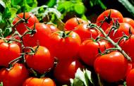Lycored expands its tomato-based lycopene production
