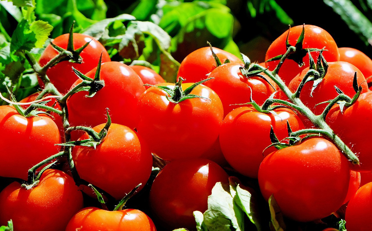 Collaboration reaches milestone in extending tomato shelf life