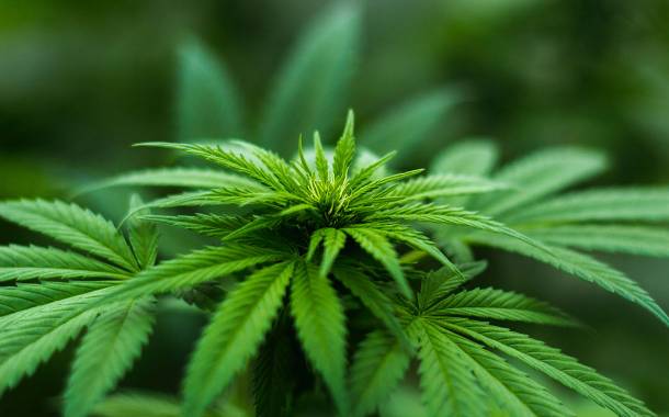 Curaleaf to acquire cannabis edibles producer BlueKudu