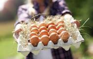 Orkla Foods Norge plans shift to free-range eggs in its products