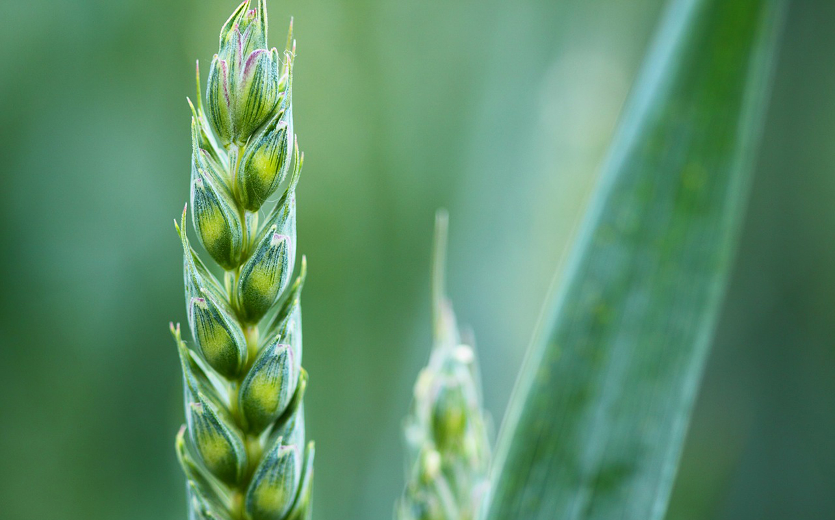Olam awards $75,000 grant to support food security research