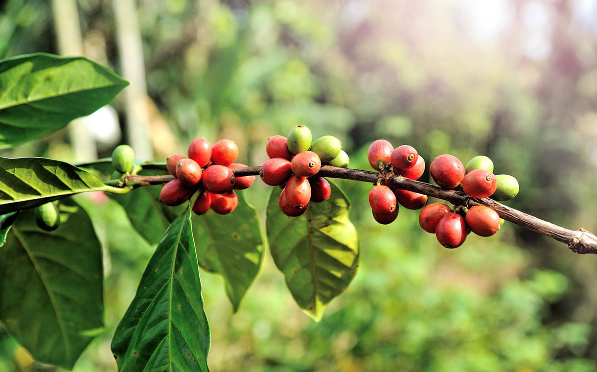Nespresso joins effort to revive Puerto Rico’s coffee industry