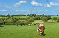 Arla launches first dairy climate roadmap in UK