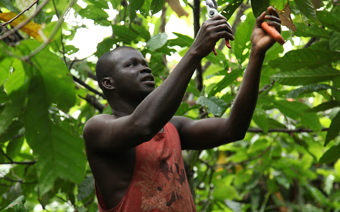 Barry Callebaut raises game on sustainable cocoa, report says