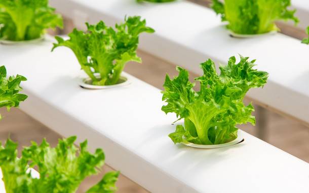 JD.com and Mitsubishi Chemical open hydroponic plant factory