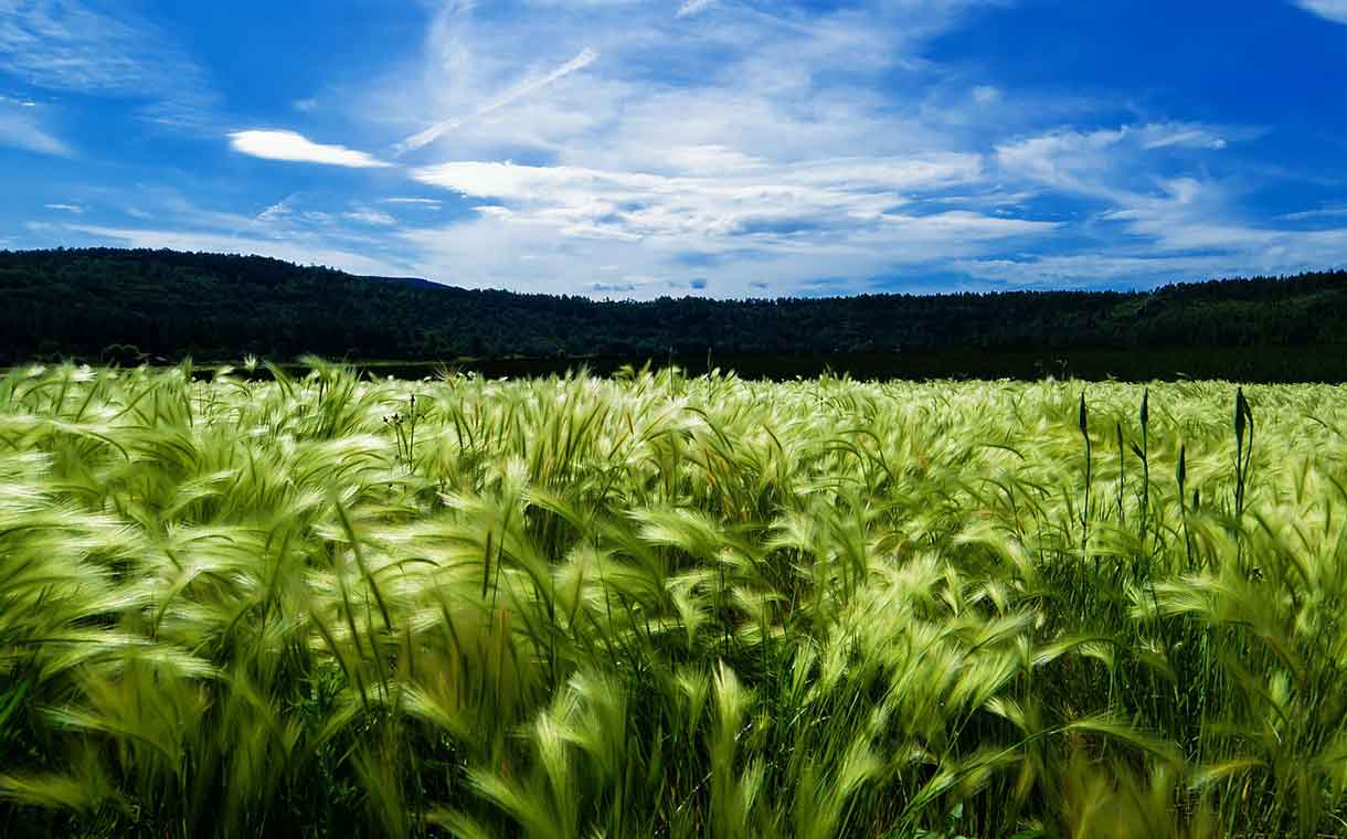 AB InBev in partnership to create more sustainable barley varieties