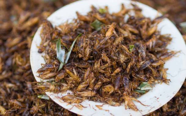 Scientists call for more research on sustainability of edible insects