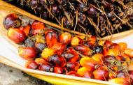 Indonesia announces palm oil export ban