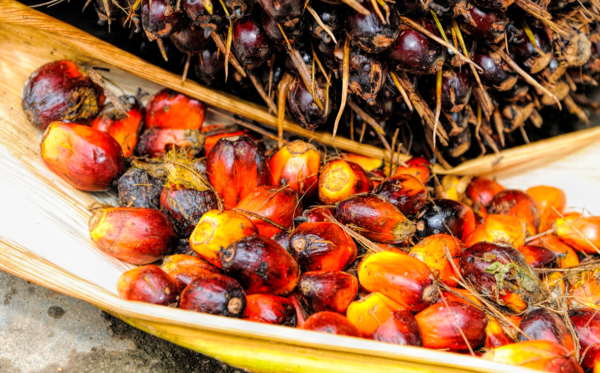 Indonesia announces palm oil export ban